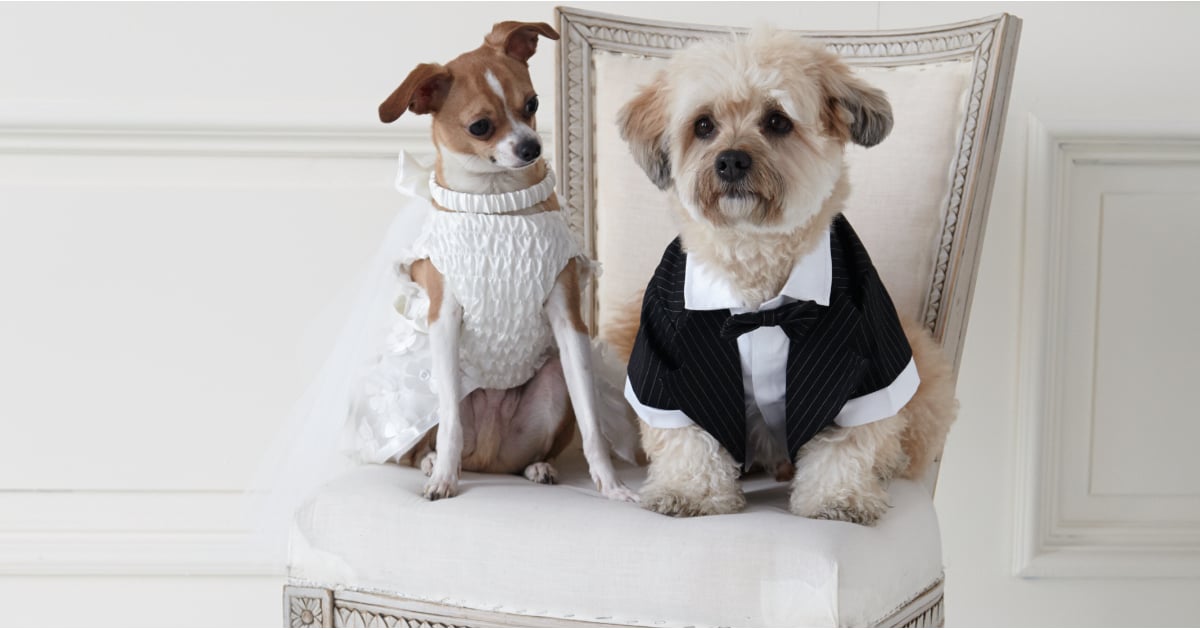 Amazon 4 pcs dog wedding costume set include veil with clip