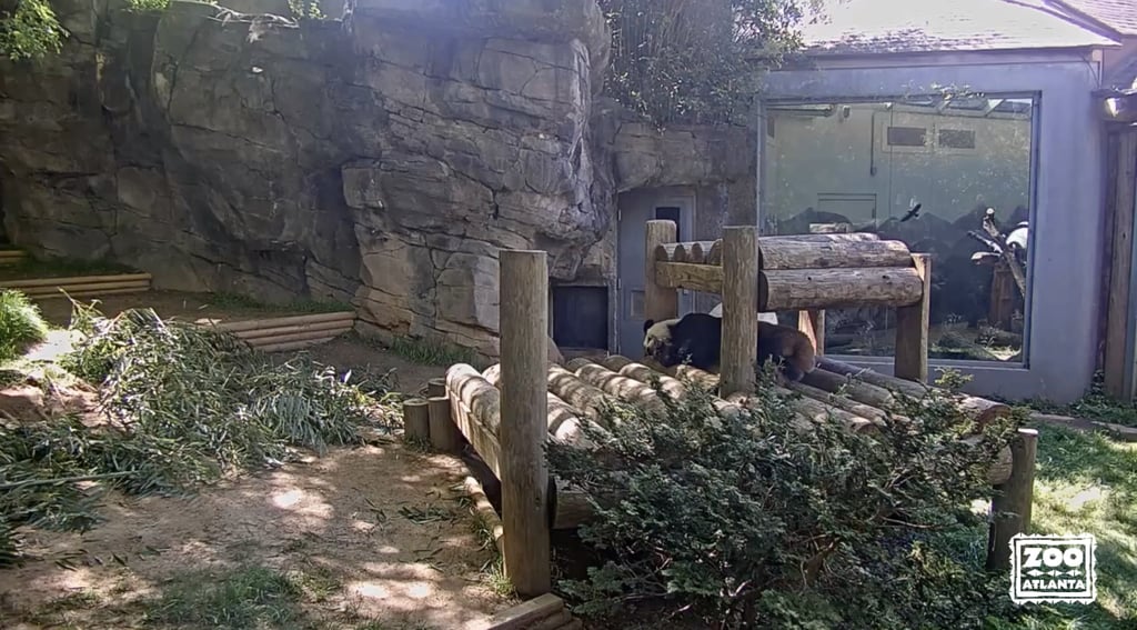 Virtual Zoo Tours to Take Right Now | POPSUGAR Pets