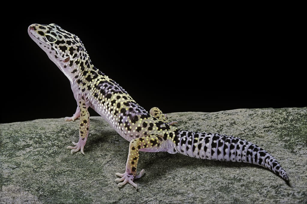 Leopard Gecko