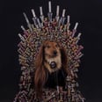 14 Dogs Who Are More Obsessed With Game of Thrones Than You