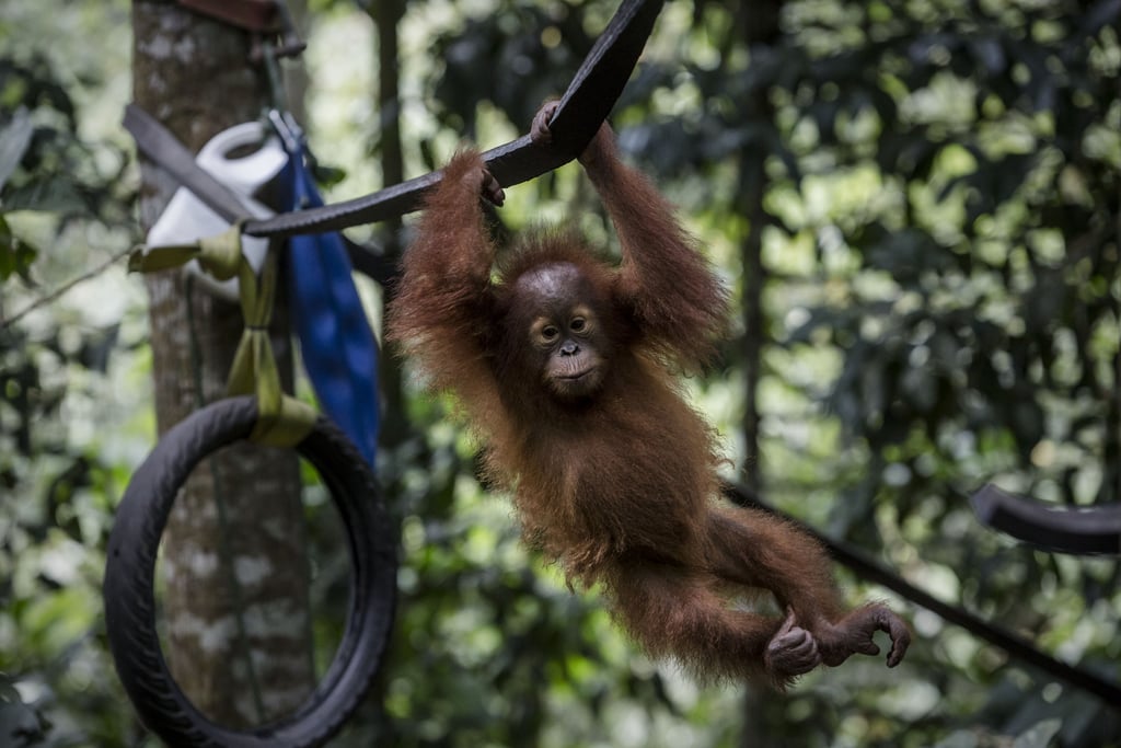 Sumatran Orangutan Sumatran Orangutan