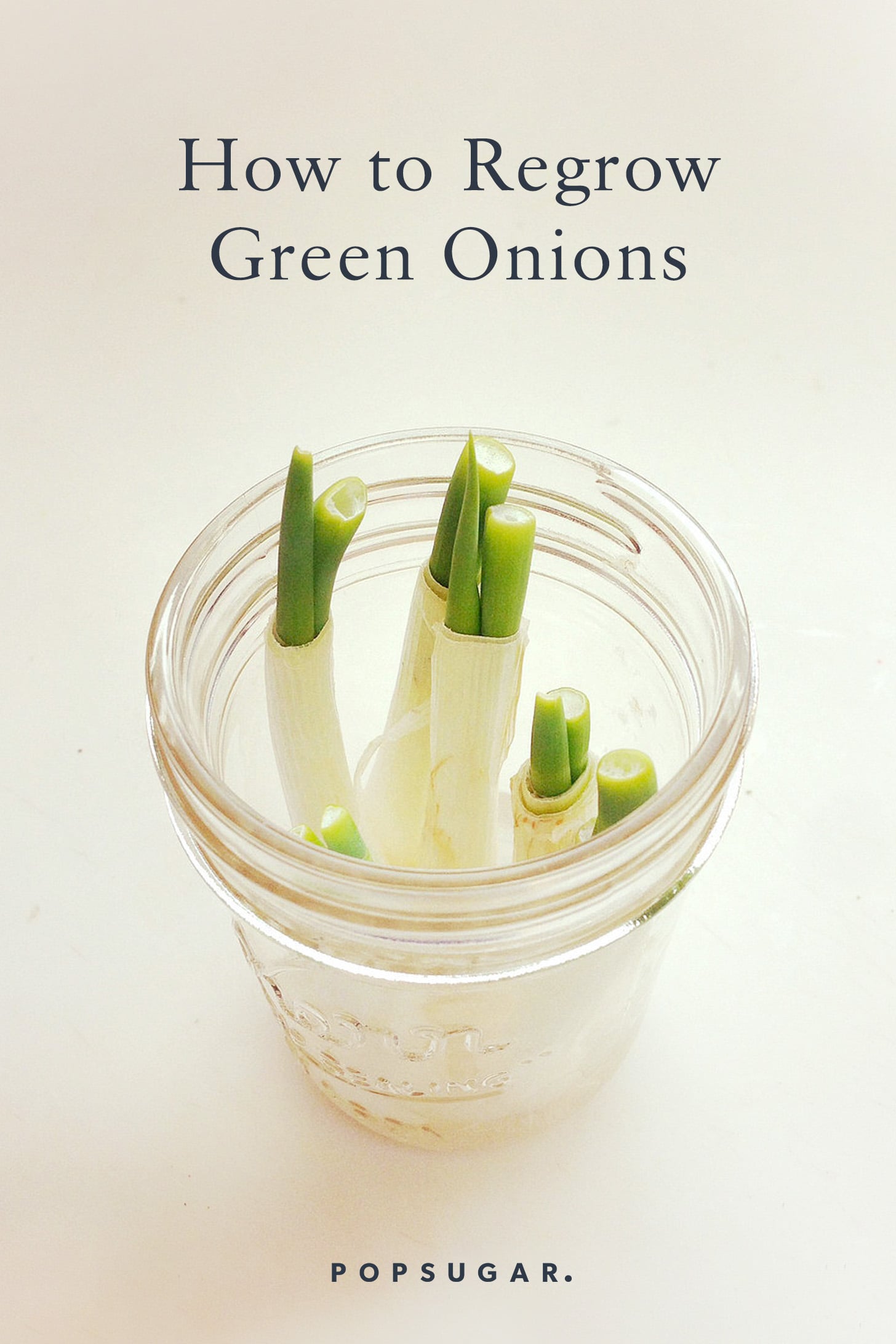 How To Regrow Green Onions In Water Popsugar Smart Living