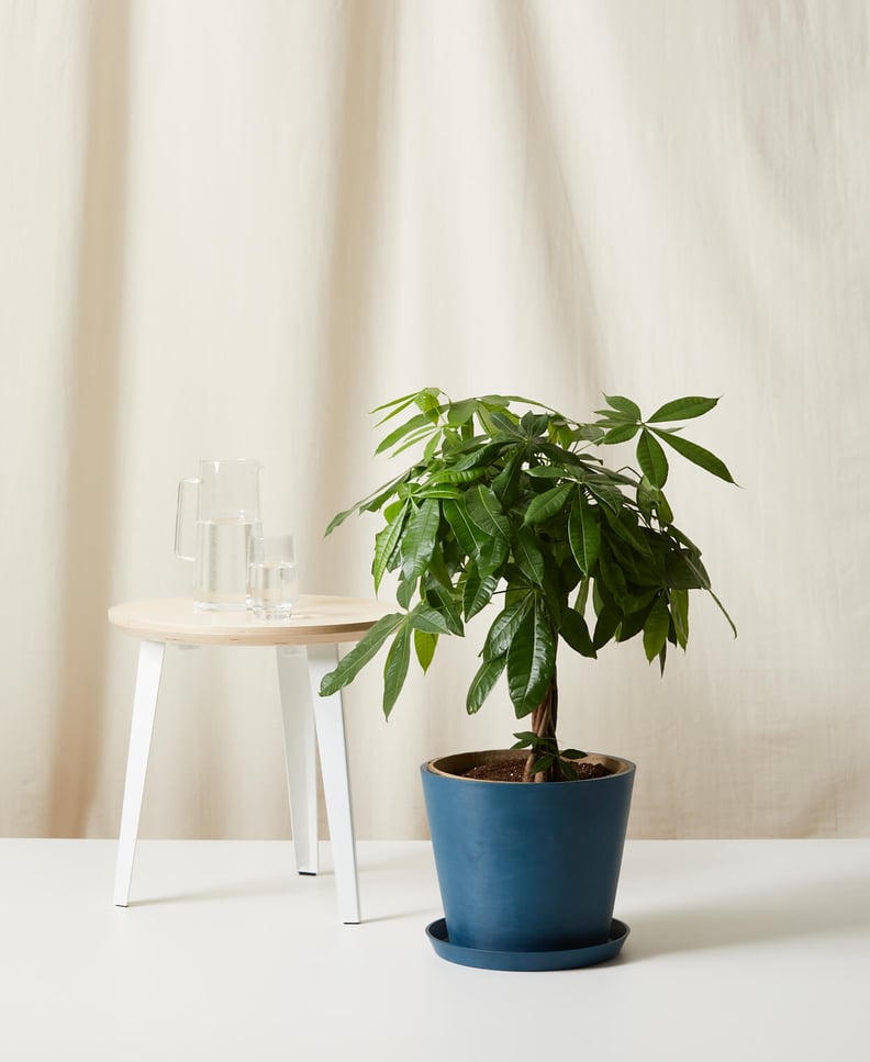 Potted Money Tree Plant