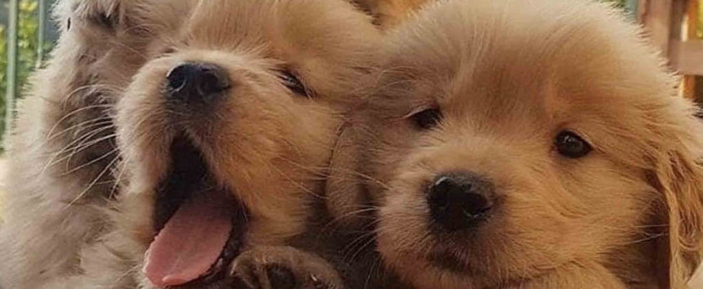 Photos of Golden Retriever Puppies