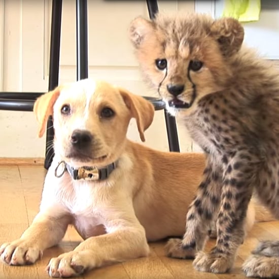 Dog and Cheetah Best Friends | Video