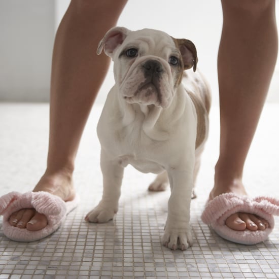 Why Does My Dog Lick Me When I Get Out of the Shower?