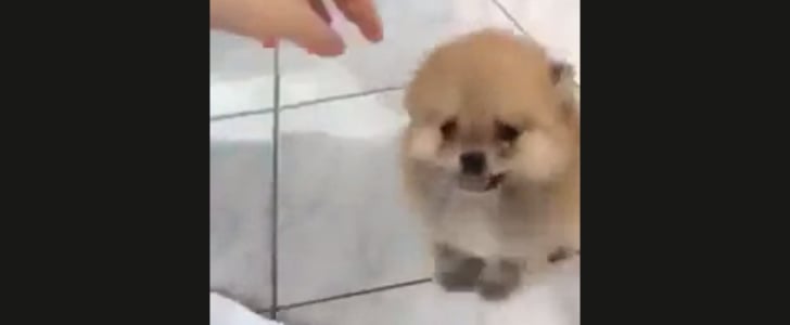 Fluffy Puppy GIF
