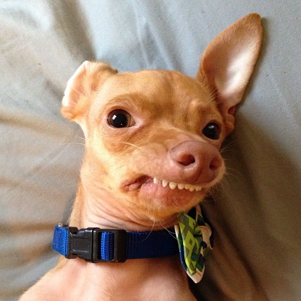 Prepare to melt! This is Tuna, a Chiweenie with a lower jawline dysfunction that gives him an exaggerated overbite. He may look peculiar, but he's still a happy and cuddly dog.
Source: Instagram user tunameltsmyheart