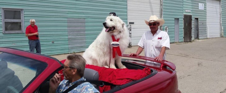 Dog Elected Mayor of Cormorant Township‬, Minnesota