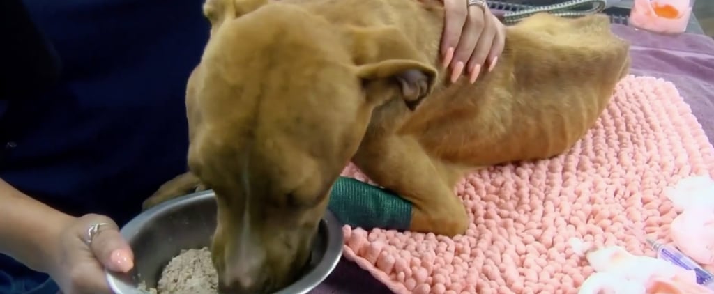 Miracle Dog Who Survived Hurricane Dorian Finds Family Video