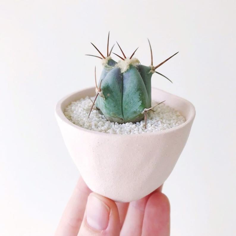 Luka Cactus Plant and Handmade Ceramic Planter