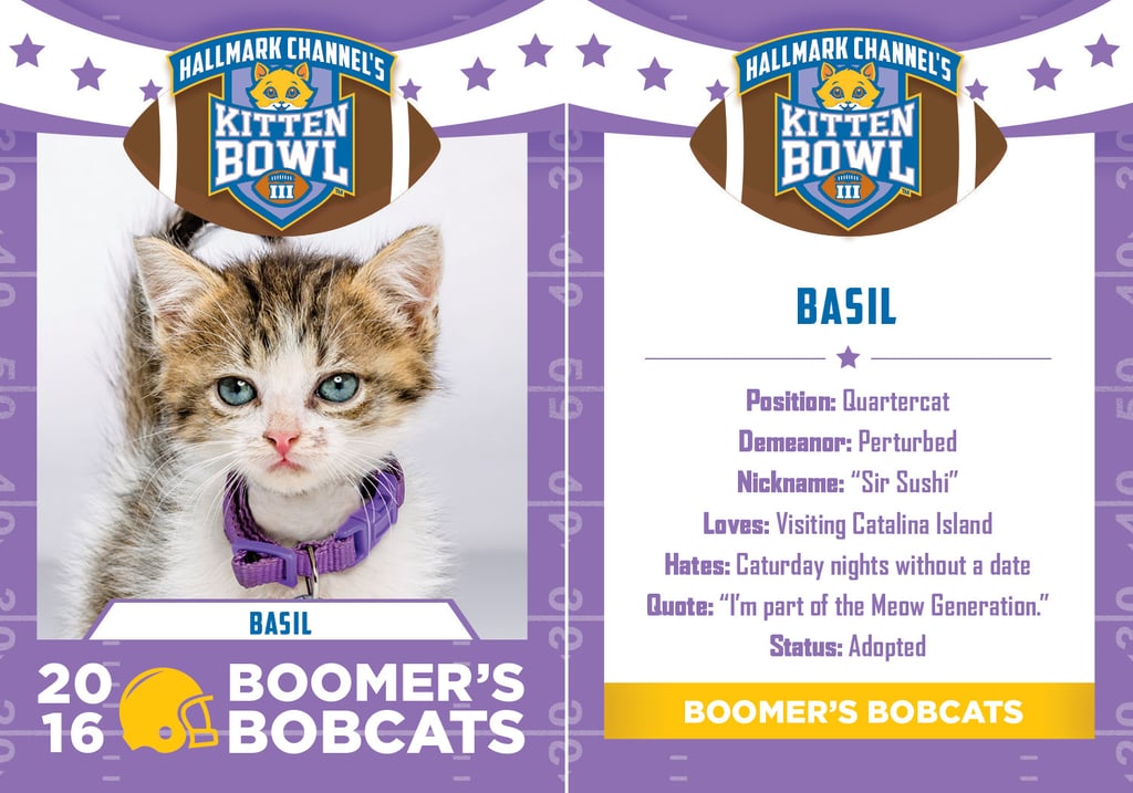 Kitten Bowl 2016