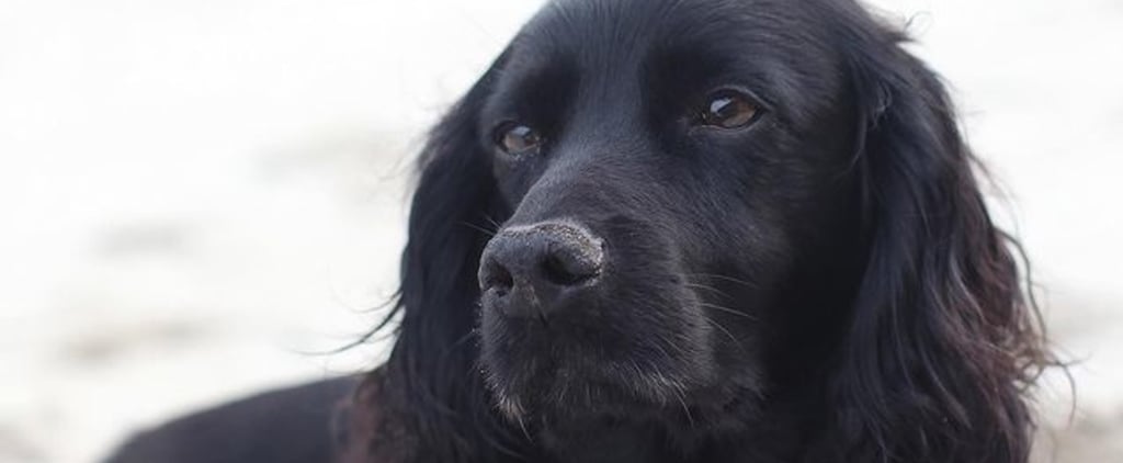 Prince William and Kate Middleton Grieve Family Dog Lupo After He Sadly Passes Away