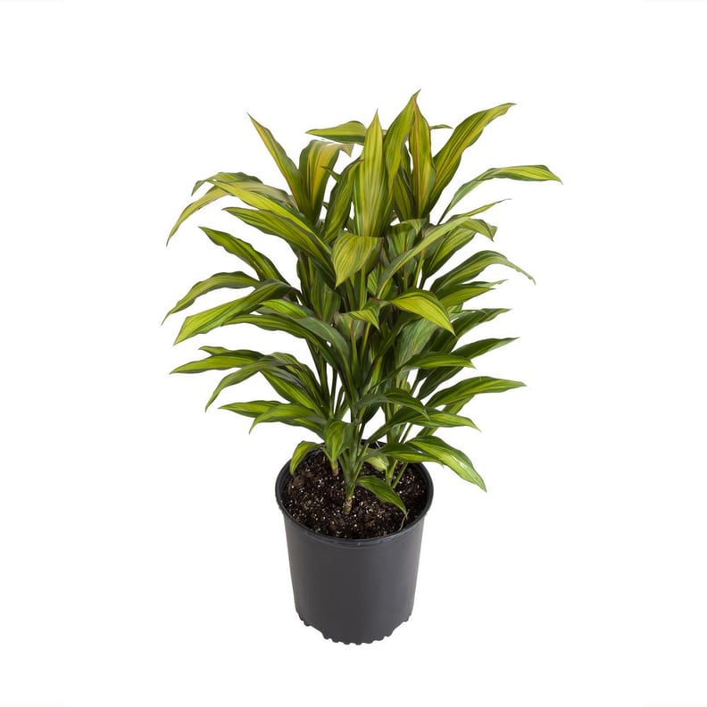 Dracaena Kiwi