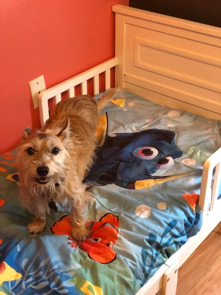 Mom Gives Rescue Dogs Their Own Beds POPSUGAR Family Photo 5