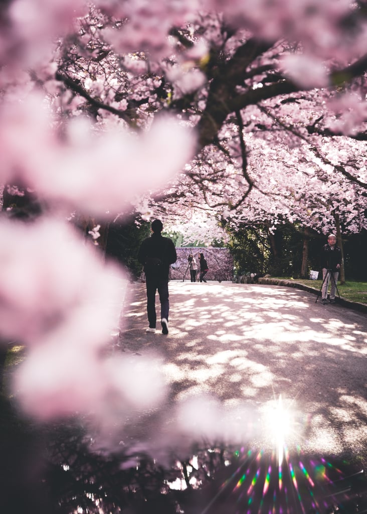 Pretty Photos of Cherry Blossoms