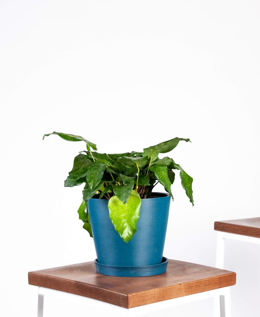 Potted Calathea Musaica Indoor Plant