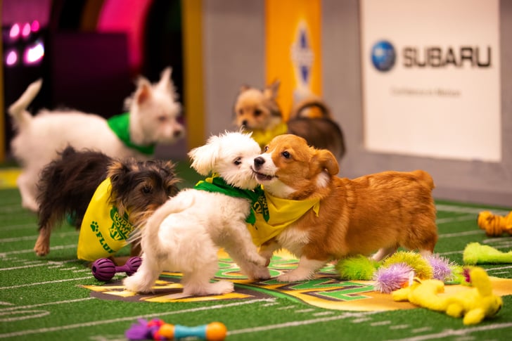 what is puppy bowl