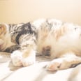 Your Cat Can Get a Sunburn From Lying by a Window — Here's What Vets Want You to Know
