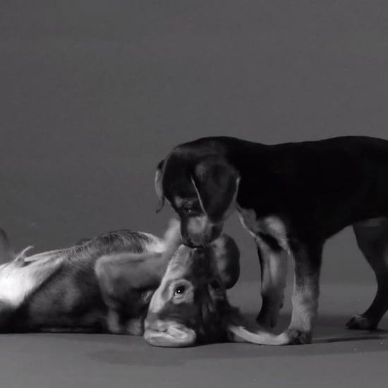 Jimmy Fallon's "First Kiss" Video Parody With Puppies