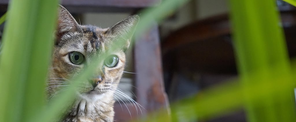 Which Plants and Flowers Are Poisonous or Toxic to Cats?