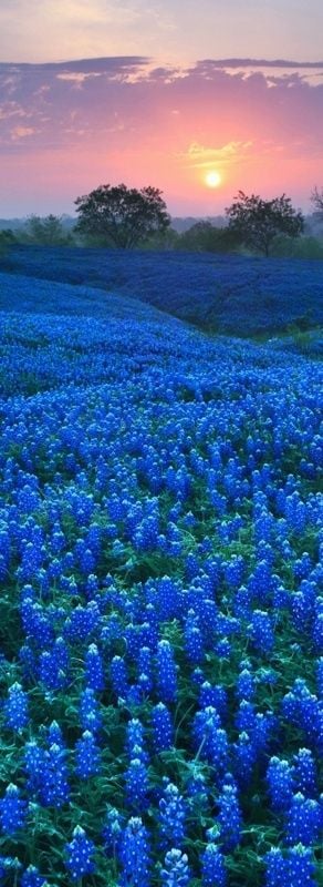 Ennis Bluebonnet Festival, TX