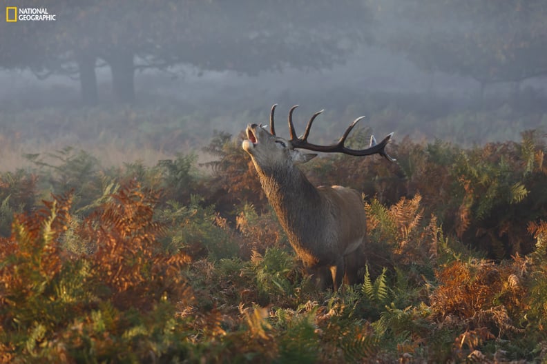 Honorable Mention, Nature: Stag Deer Bellowing