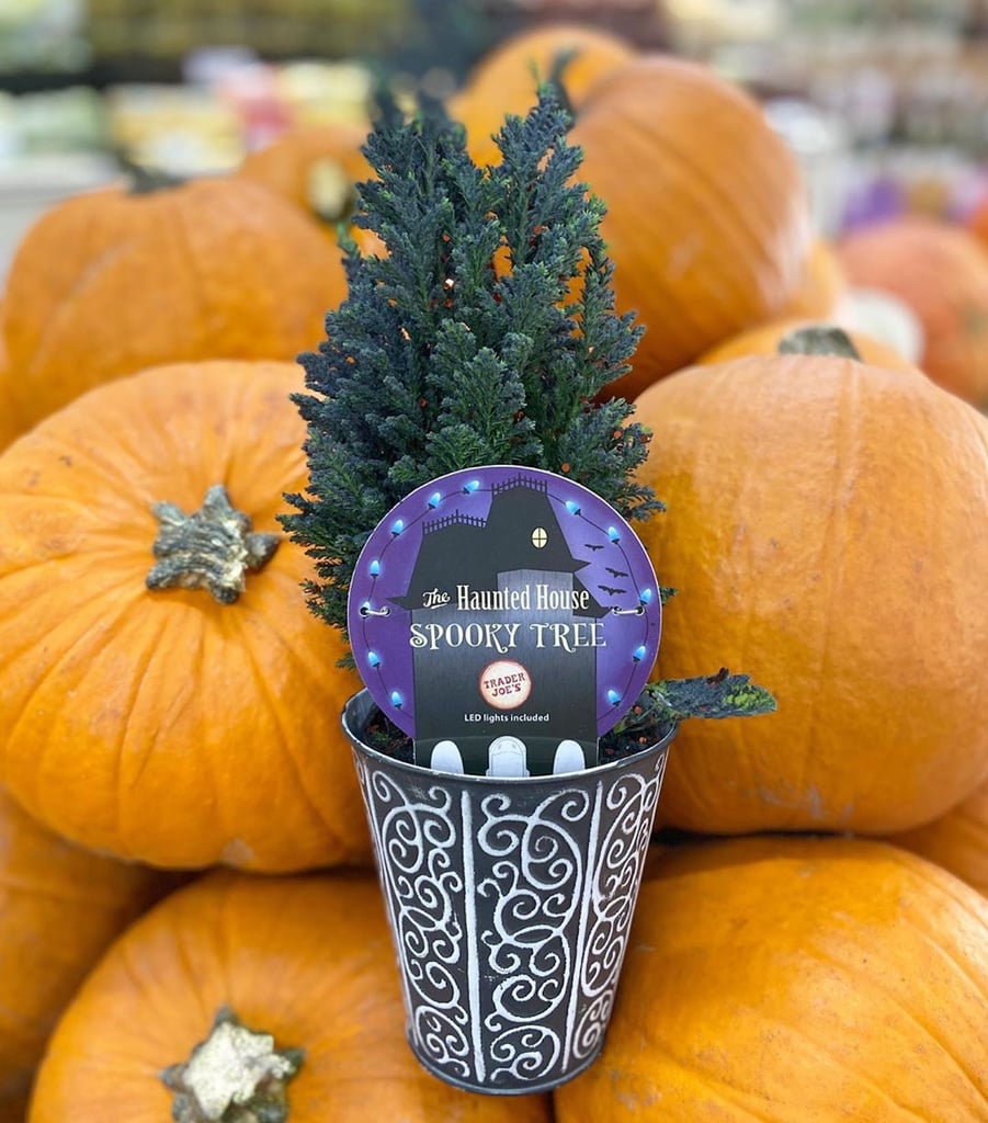 Trader Joe's Is Selling Spooky Light-Up Trees For Halloween