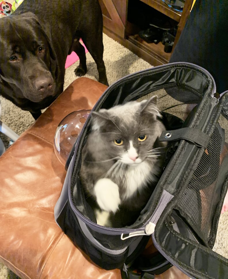 My Cat in "The Fat Cat" Cat Backpack