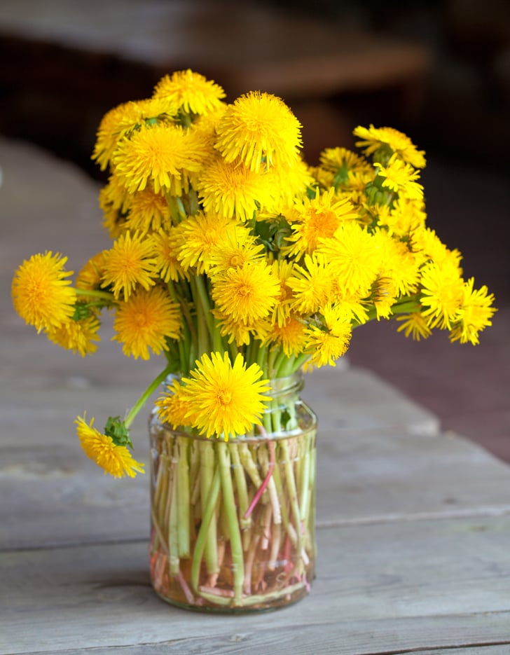 Yellow Dandelions