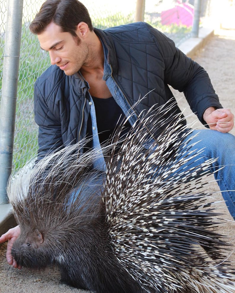 Gently touching a porcupine on the nose.