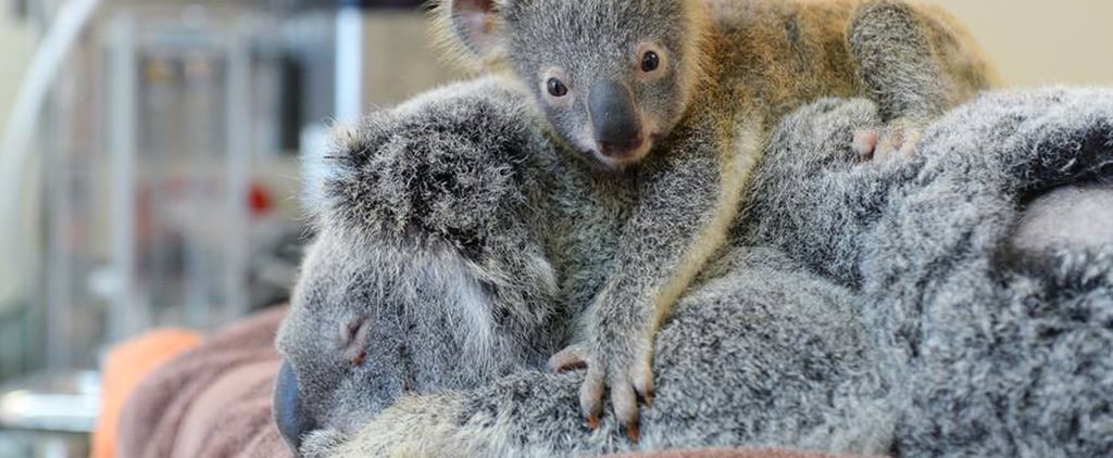 Baby Koala Stays With Mom During Surgery