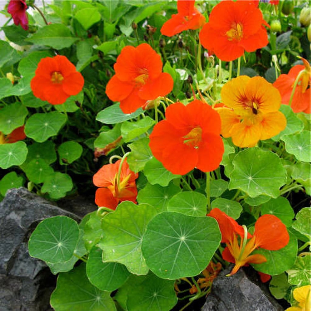 Nasturtium Plant