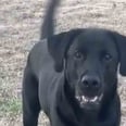 I Have Never Seen a Dog More Excited to Play Frisbee Than This Black Lab
