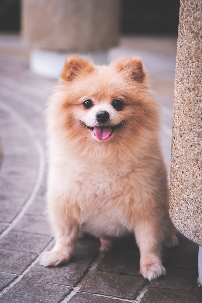 Cute Pomeranian Pictures | Popsugar Pets Photo 12