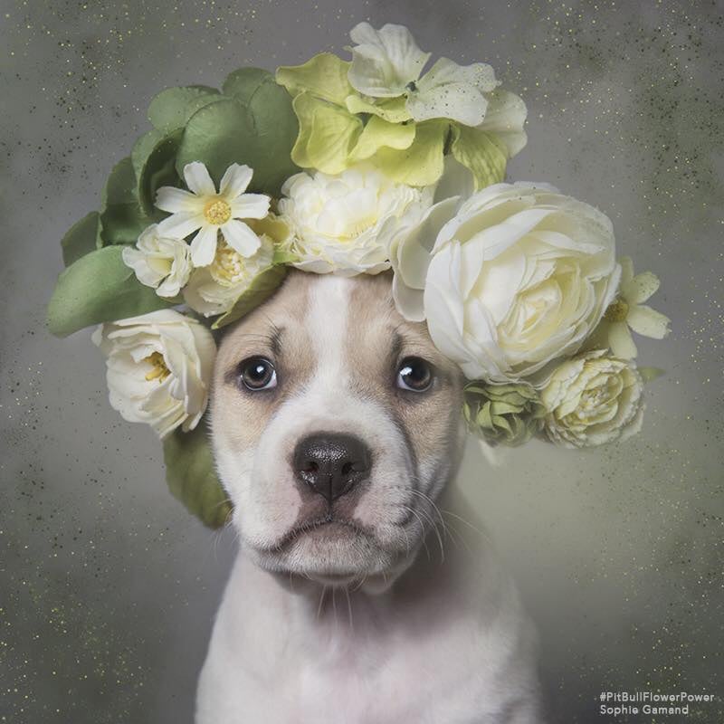 Pit Bulls in Flower Crowns