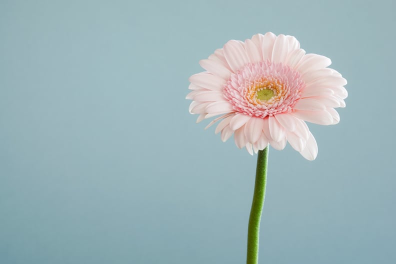 Spring Desktop Wallpapers: Pink Flower