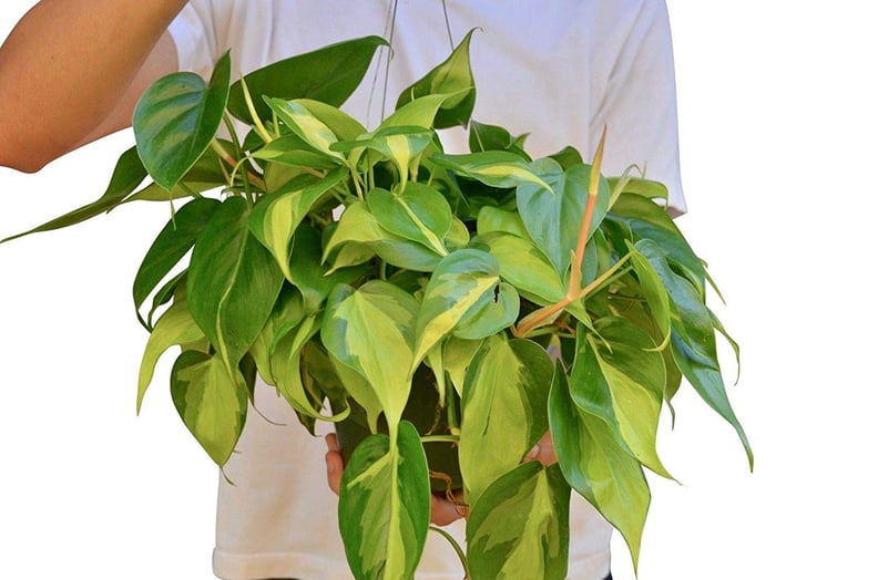 Philodendron Brasil