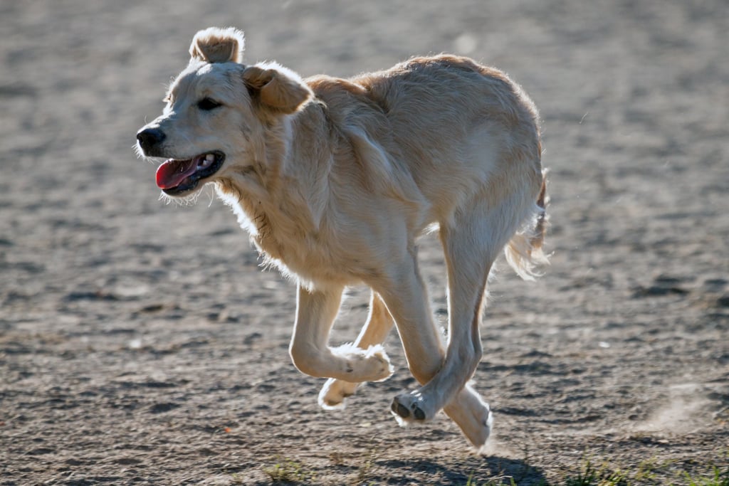 Canadian Golden Retriever