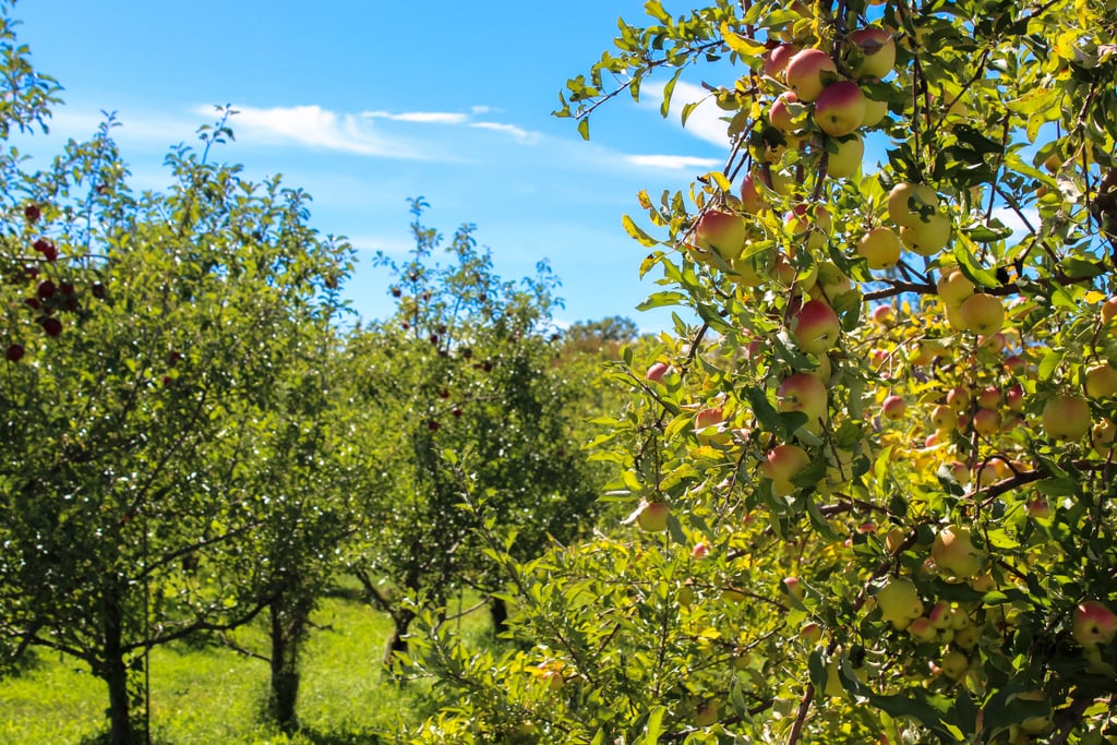 Another reason the Catskills are such a beloved destination is because of the farm-to-table cuisine. Now, if you're looking to skip the restaurants and head straight to the farm, you can do that, too. From blueberries and peaches in the Summer to apples and pumpkins in the Fall, there is no shortage of fresh foods here.
