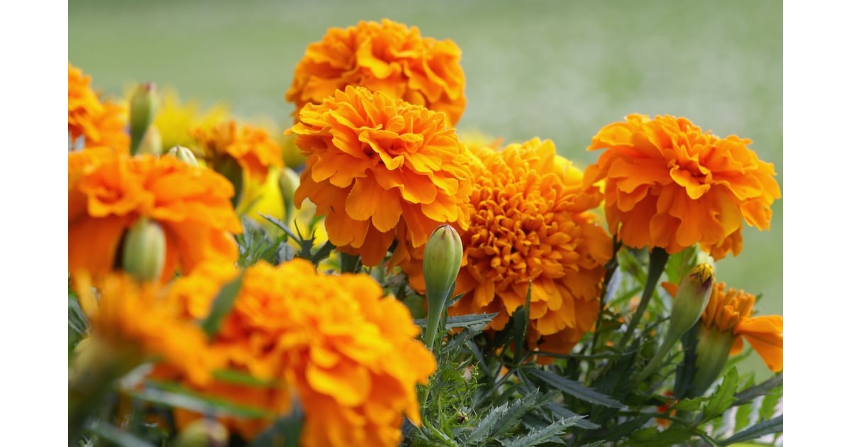 Attract Bats How to Get Rid of Mosquitoes POPSUGAR Home Photo 9