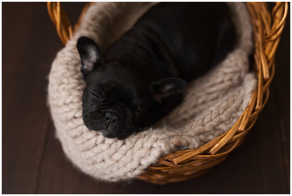 Newborn Photo Shoot With French Bulldog Puppy