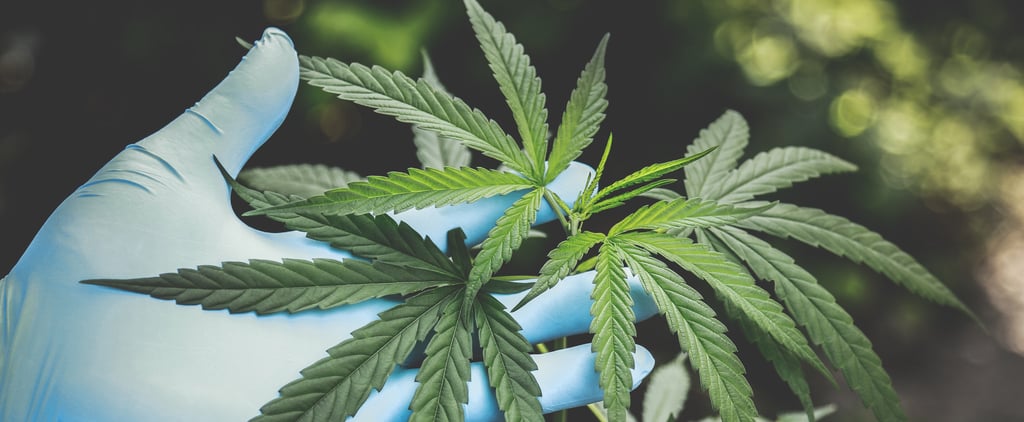 States Take Steps to Legalize Marijuana and Other Drugs