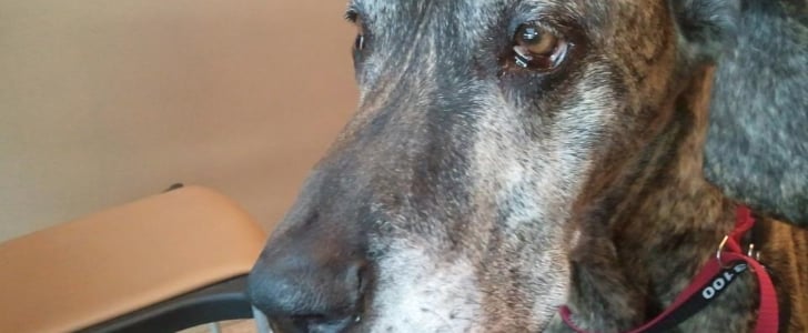 Pet Insurance Saved Dog's Life