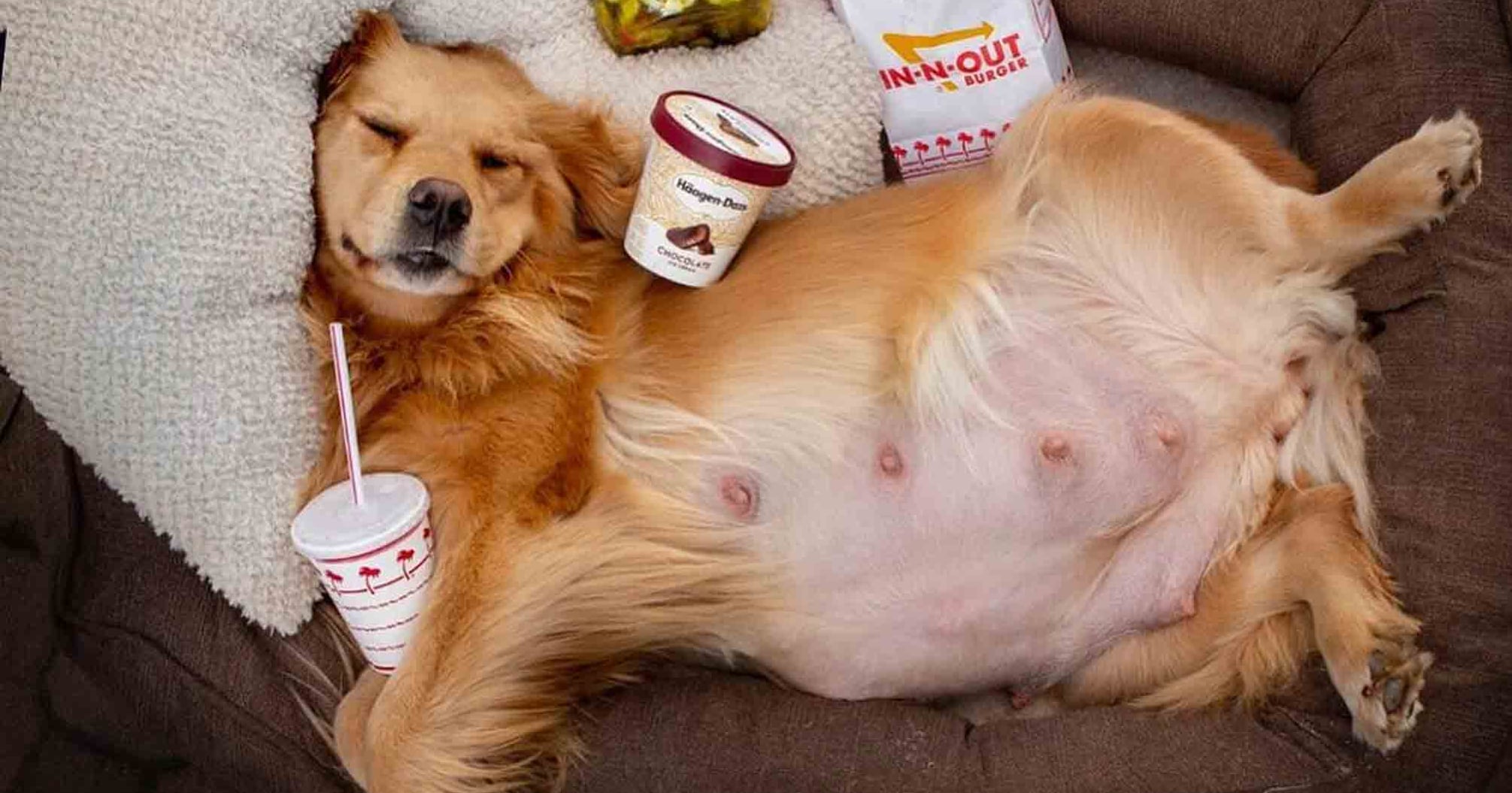 When can a golden retriever get pregnant clearance