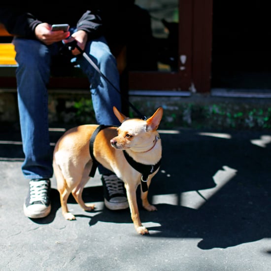 Most Popular Dog Names 2016