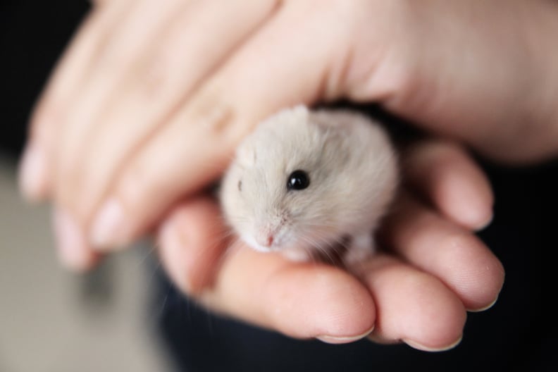 Close-up of hand holding hamster.