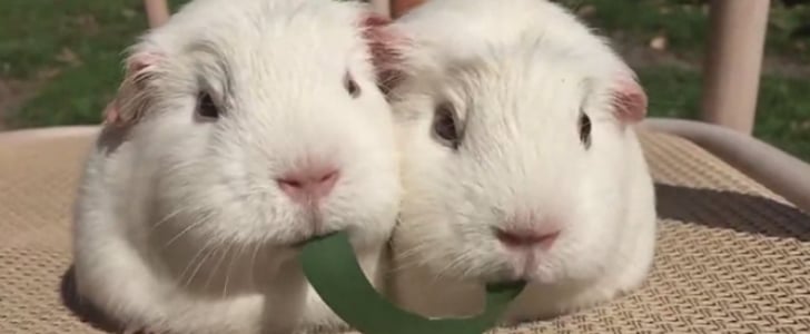 Guinea Pigs Eating a Leaf