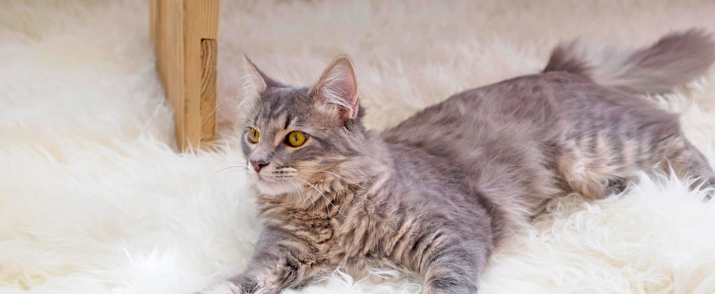 Cat Food Recall January 2017