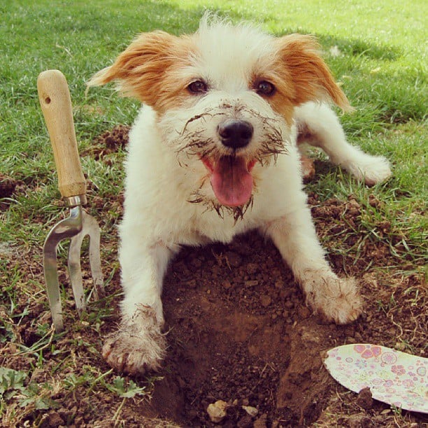 Digging Fun